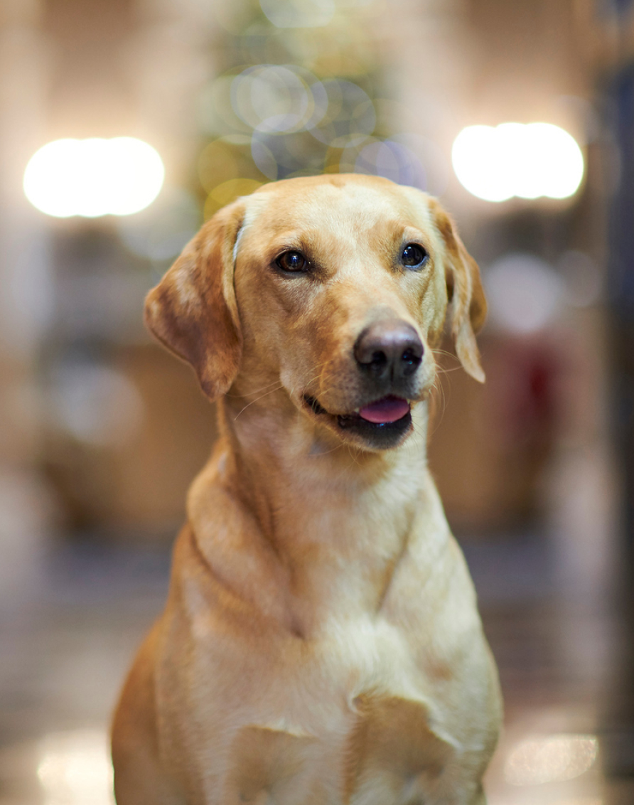 Slaley Hall ABOUT US Primary CTA 5 Dog Crosssell Desktop