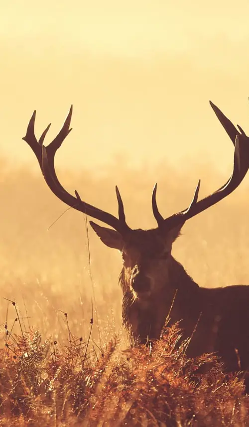 Content Hub Stag