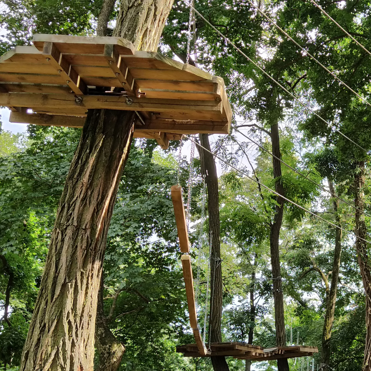 Go Ape 5050