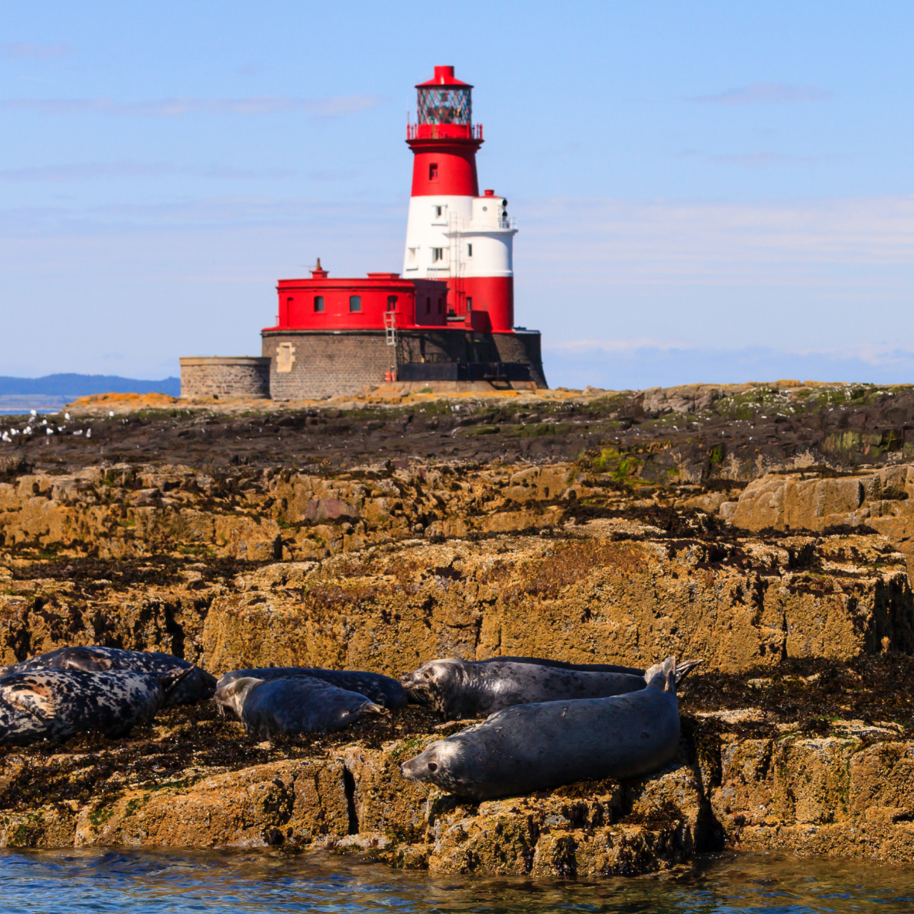 Farne Islands 5050